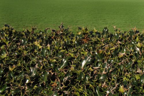 Holly Hedge