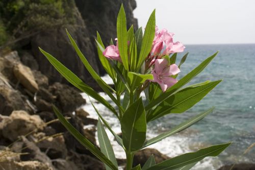 Flower On Beach