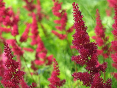 Red Flowers