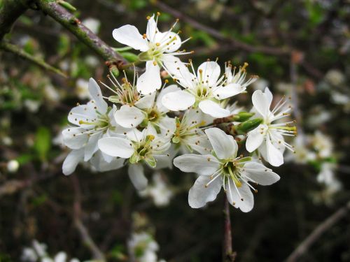 Tree In Blossom