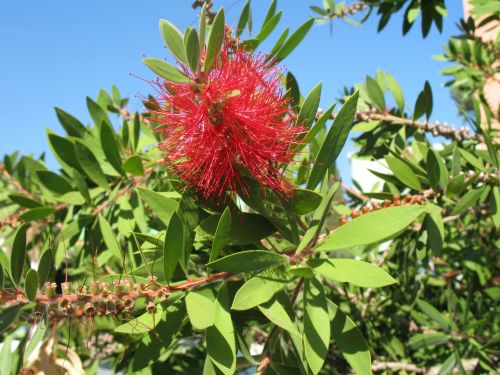 Bottlebrush