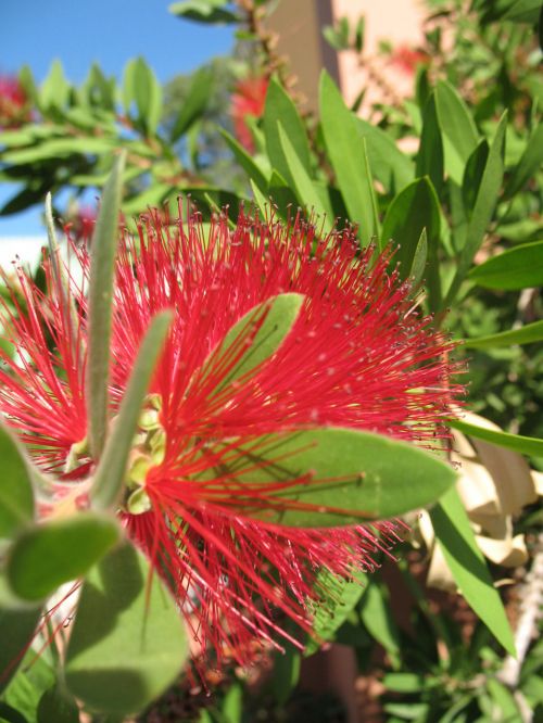 Bottlebrush