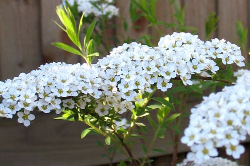 White Flowers