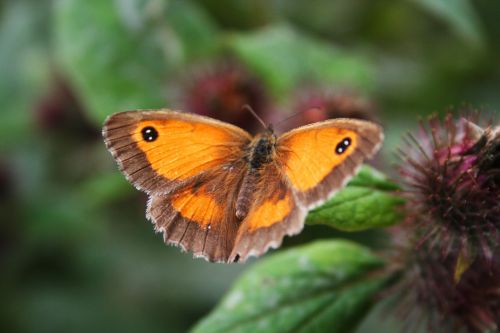 Butterfly On Flower