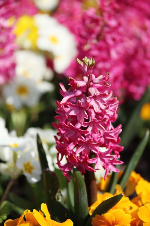 Pink Hyacinth