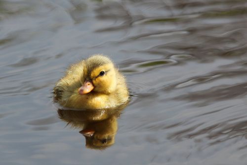 Duckling