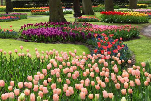 Colorful Flowers In Keukenhof