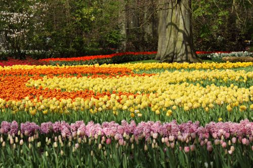 Tulip And Hyacinth Flowers