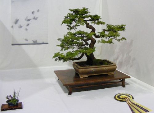 Bonsai Tree