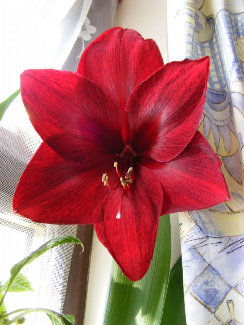 Amaryllis