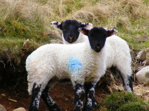 Early Lambs