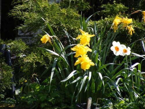 Garden Flowers