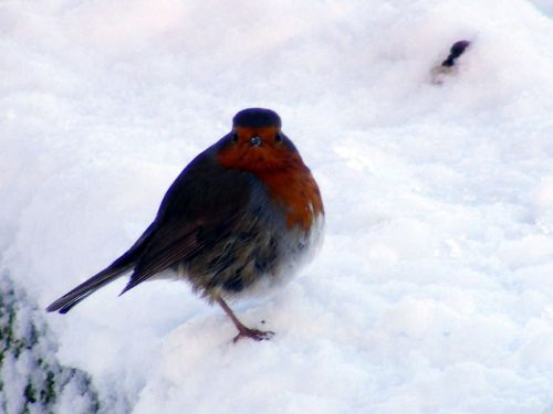 Winter Robin