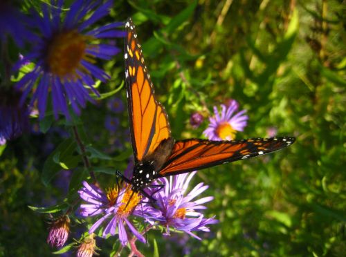 Monarch Butterfly