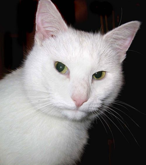 White Cat