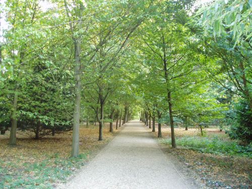 Avenue Of Trees