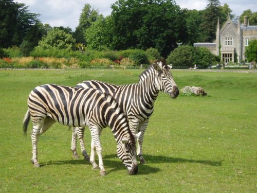 Two Zebras