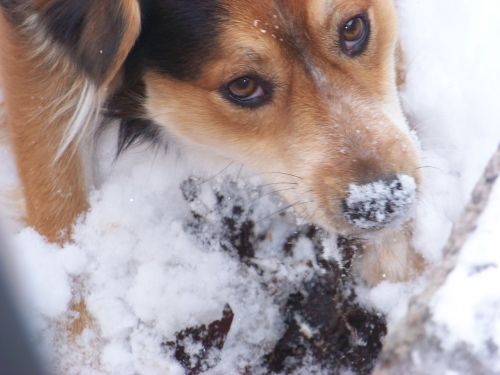 Dog In Snow