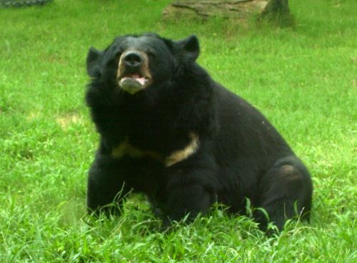 Bear