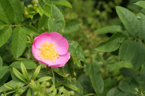 Wild Rose