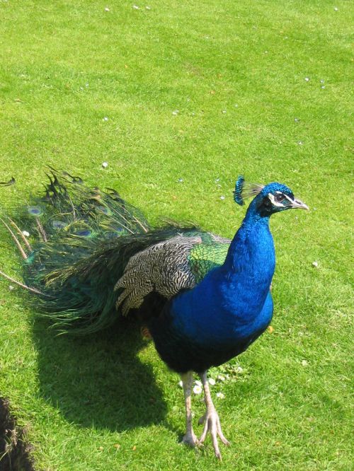 Peacock On Grass