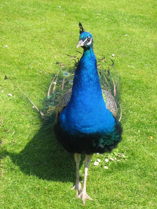 Peacock On Grass