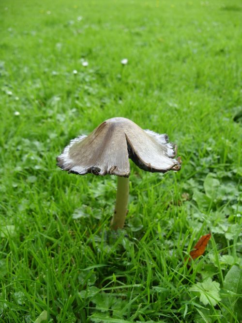 mushroom gift schöner