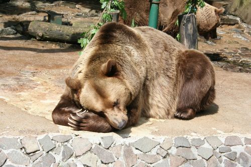 a bear animal the zoo