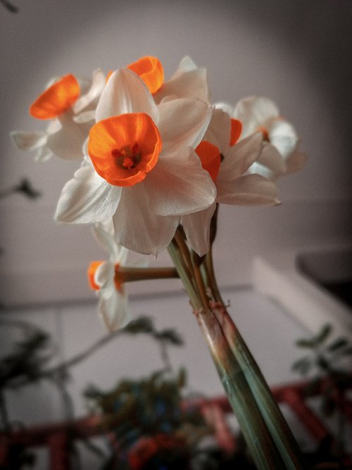 a beautiful jasmine  jasmine  flower