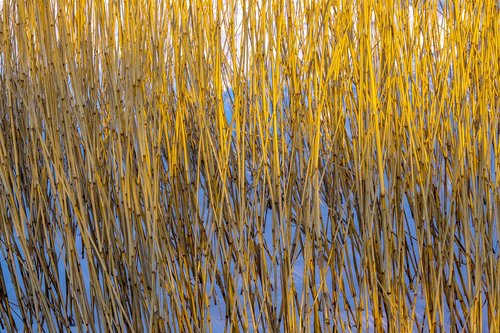 a bed of reeds  light  sun