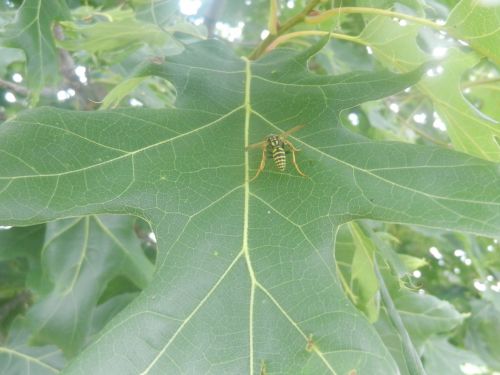 A Bee On A Leaf