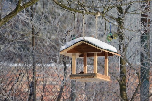 a bird feeder for the birds  the feeder  booth