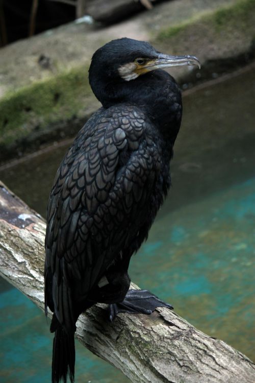 A Black Fish Eagle On The Water