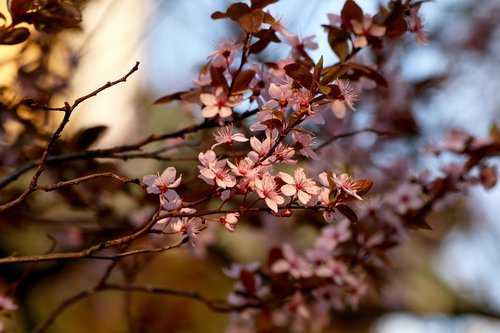 a blossoming tree  pink flowers  flowering