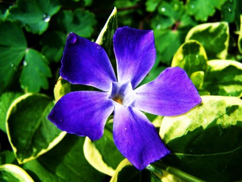 a bluish-purple flower spring flower garden