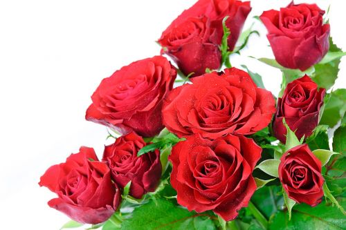 a bouquet of roses on a white background rose flower