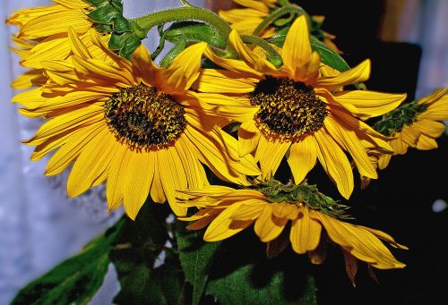 a bouquet of sunflowers bunch of flowers nature