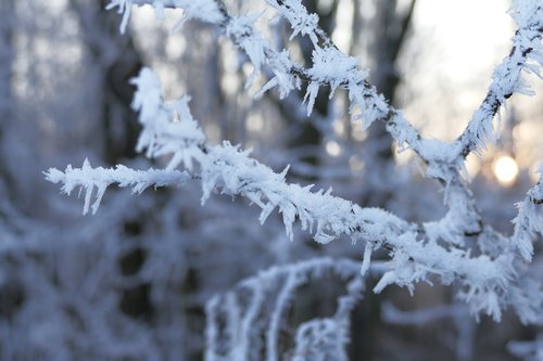 a branch  winter  frost