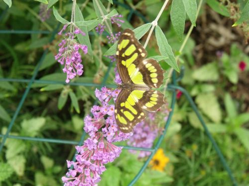 A Butterfly Flower