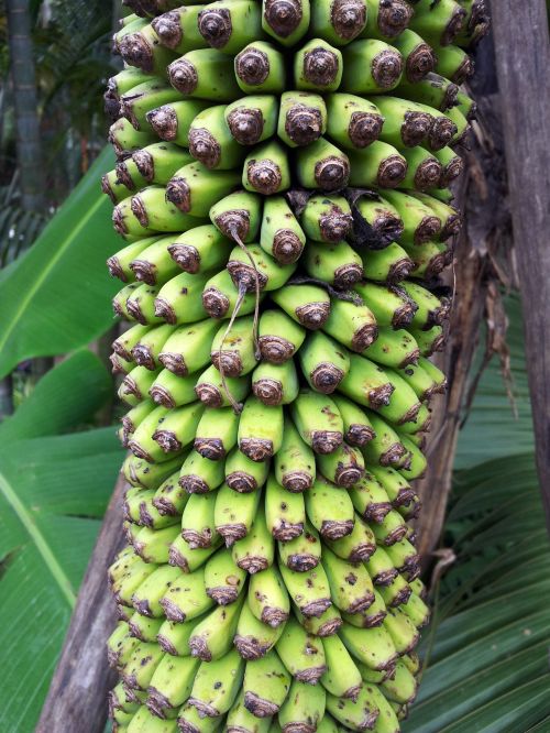 A Chunk Of Baby Banana On The Tree