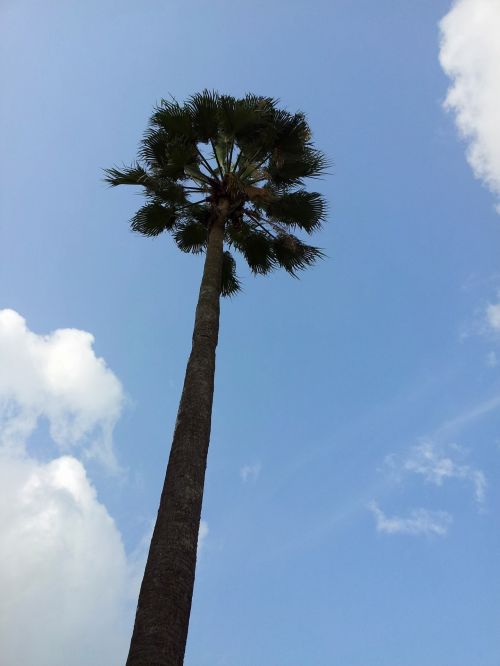 A Coconut Tree And The Sky