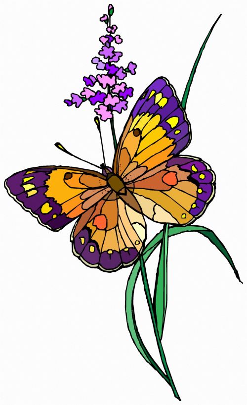 A Colorful Butterfly 16