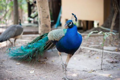 A Colorful Peacock