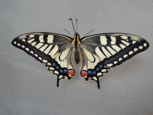 a common yellow swallowtail insect emergence