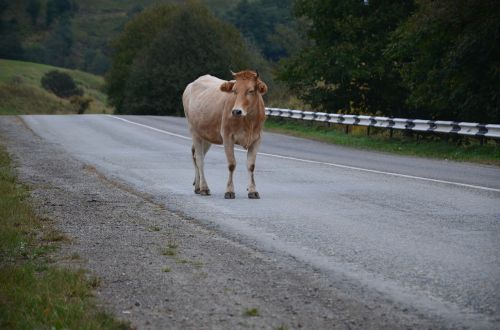 a cow on the road nature cow