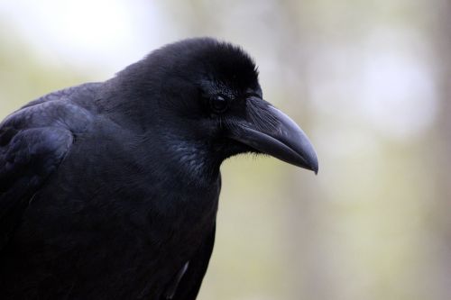 a crow corvus macrorhynchos bird