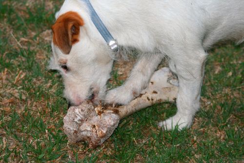 A Dog Nibbling On Her Bone