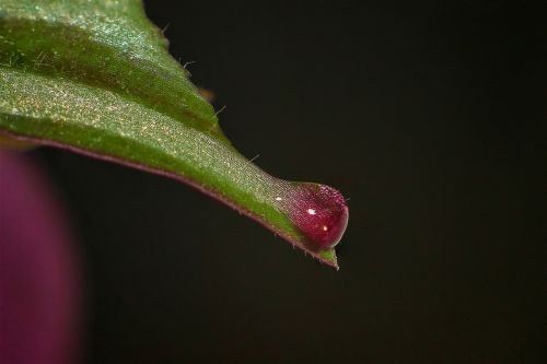 a drop of leaf juice