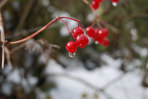 a drop of fruit closeup