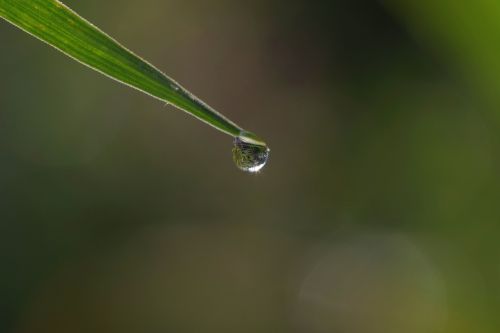 a drop of grass rosa